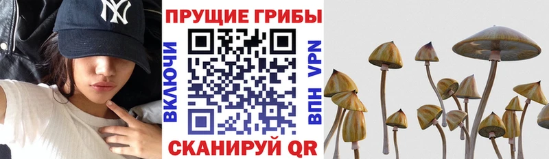Псилоцибиновые грибы ЛСД  наркота  Алатырь 